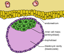 The morula (1) continues to undergo cell divisions. As it does, cells start to migrate into separate layers, and a cavity starts to develop inside the ball of cells. When cells have migrated into distinct layers, the organism is called a blastocyst (2)