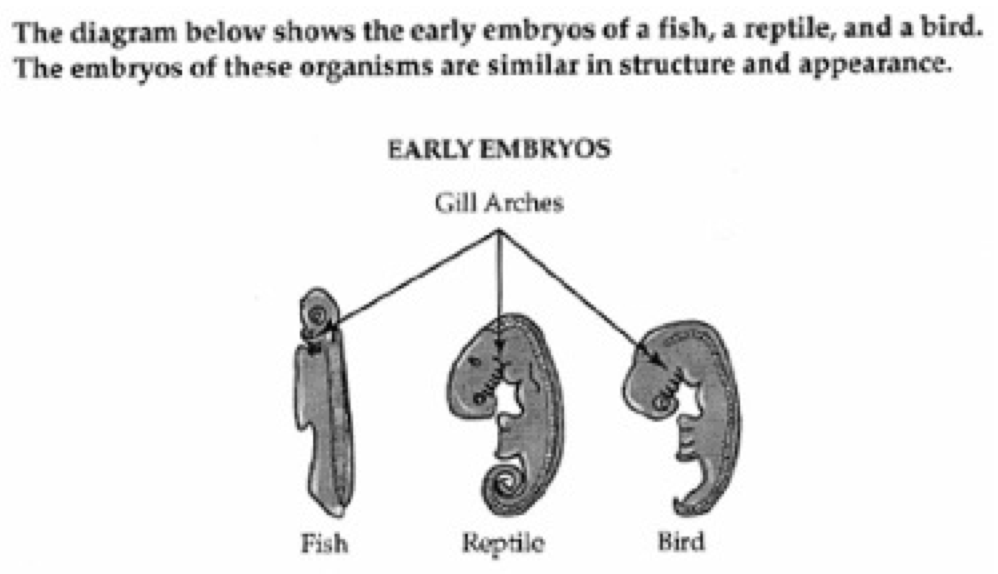 Three embryos, a fish, reptile, and bird